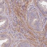 SCARA3 Antibody in Immunohistochemistry (Paraffin) (IHC (P))