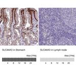 SLC44A3 Antibody