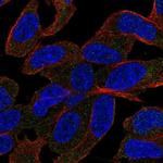 SLC44A5 Antibody in Immunocytochemistry (ICC/IF)