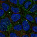 Cytochrome B5 Antibody in Immunocytochemistry (ICC/IF)