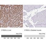 Cytochrome B5 Antibody in Immunohistochemistry (IHC)