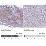 DHX37 Antibody in Immunohistochemistry (IHC)