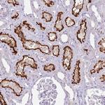 SLC23A1 Antibody in Immunohistochemistry (IHC)