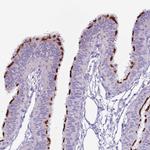 SLC23A1 Antibody in Immunohistochemistry (IHC)