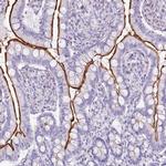 SLC23A1 Antibody in Immunohistochemistry (IHC)