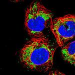 USP54 Antibody in Immunocytochemistry (ICC/IF)