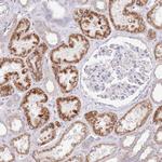 OAZ2 Antibody in Immunohistochemistry (Paraffin) (IHC (P))