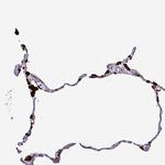 NAPSA Antibody in Immunohistochemistry (Paraffin) (IHC (P))