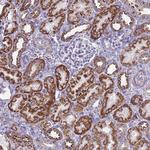 RNF165 Antibody in Immunohistochemistry (Paraffin) (IHC (P))