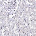 PPP1R17 Antibody in Immunohistochemistry (Paraffin) (IHC (P))