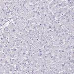 PPP1R17 Antibody in Immunohistochemistry (Paraffin) (IHC (P))