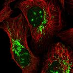 TTLL1 Antibody in Immunocytochemistry (ICC/IF)