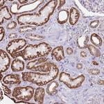 TTLL1 Antibody in Immunohistochemistry (Paraffin) (IHC (P))