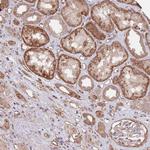 BPNT1 Antibody in Immunohistochemistry (Paraffin) (IHC (P))