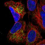 MRPS9 Antibody in Immunocytochemistry (ICC/IF)