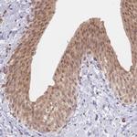 TMEM55B Antibody in Immunohistochemistry (IHC)