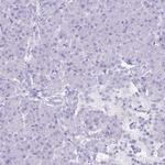 MTSS1L Antibody in Immunohistochemistry (Paraffin) (IHC (P))