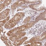 ESRP2 Antibody in Immunohistochemistry (Paraffin) (IHC (P))