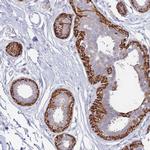 Erbin Antibody in Immunohistochemistry (Paraffin) (IHC (P))