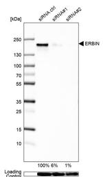 Erbin Antibody