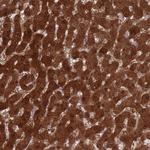 MAT1A Antibody in Immunohistochemistry (Paraffin) (IHC (P))