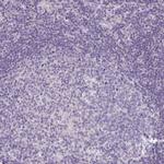 AKAP6 Antibody in Immunohistochemistry (Paraffin) (IHC (P))