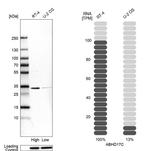 ABHD17C Antibody