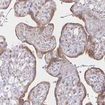 DERL2 Antibody in Immunohistochemistry (Paraffin) (IHC (P))