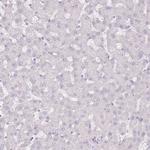 RFX2 Antibody in Immunohistochemistry (Paraffin) (IHC (P))