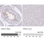 RFX2 Antibody