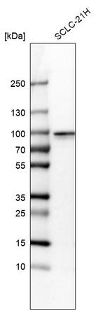 RFX2 Antibody in Western Blot (WB)