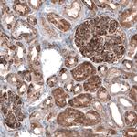 EFHD1 Antibody in Immunohistochemistry (IHC)