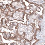 EFHD1 Antibody in Immunohistochemistry (IHC)