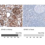 EFHD1 Antibody