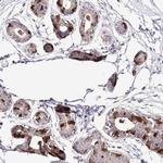 EFHD1 Antibody in Immunohistochemistry (IHC)