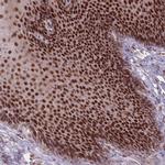 OR10C1 Antibody in Immunohistochemistry (IHC)