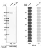 BCL9L Antibody