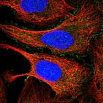 PDCD7 Antibody in Immunocytochemistry (ICC/IF)