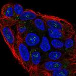 Naked1 Antibody in Immunocytochemistry (ICC/IF)