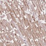 MIDN Antibody in Immunohistochemistry (Paraffin) (IHC (P))