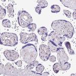 MIDN Antibody in Immunohistochemistry (Paraffin) (IHC (P))