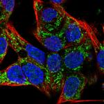 SLC25A42 Antibody in Immunocytochemistry (ICC/IF)