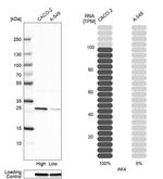 Adenylate Kinase 4 Antibody