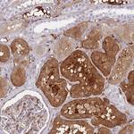 Fibrillin 3 Antibody in Immunohistochemistry (Paraffin) (IHC (P))