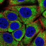 eIF3c Antibody in Immunocytochemistry (ICC/IF)