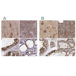 BAP29 Antibody in Immunohistochemistry (IHC)