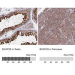 BAP29 Antibody