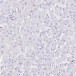 HERC1 Antibody in Immunohistochemistry (Paraffin) (IHC (P))