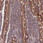 SLC35B4 Antibody in Immunohistochemistry (IHC)