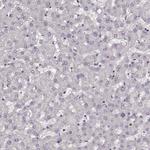 R9BP Antibody in Immunohistochemistry (Paraffin) (IHC (P))